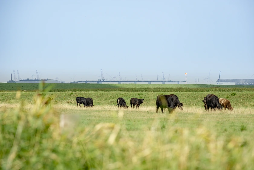 Bild der Luneplate, im Vordergrund Rinder