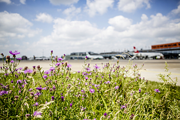 Wiese und Flugzeug